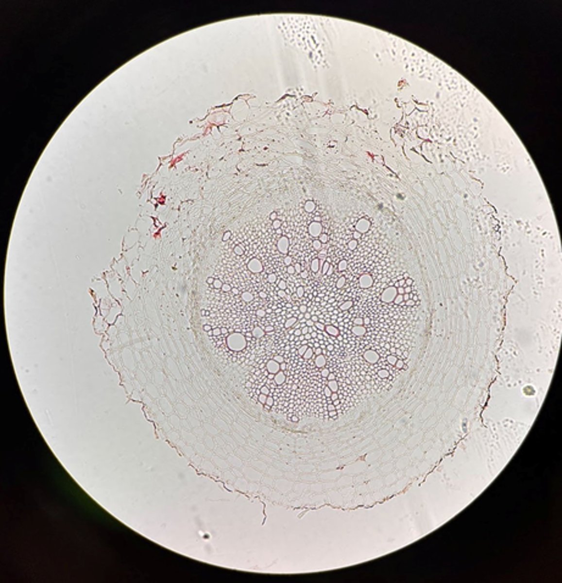 <p>Is this Helanthius root a Monocot or Dicot?</p>