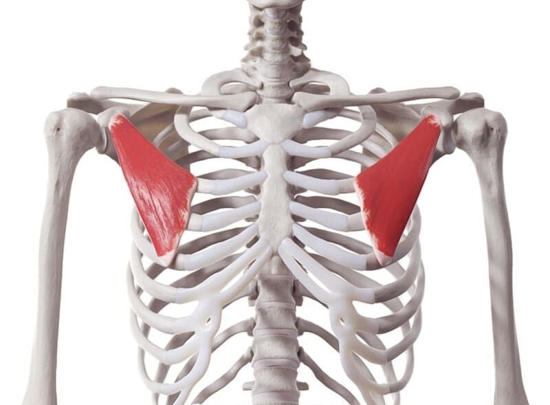 <p><strong>Origin</strong>: Ribs 3-5</p><p><strong>Insertion</strong>: Coracoid process of scapula</p><p><strong>Action</strong>: Depresses and protracts scapula</p><p><strong>Notes</strong>: Deep to pectoralis major.</p>