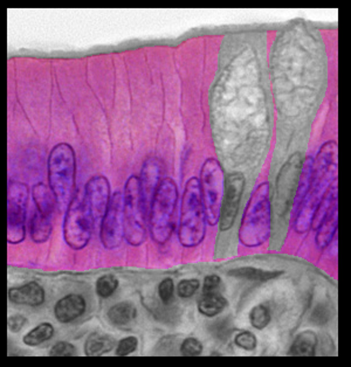 <p>lines GI tract</p>