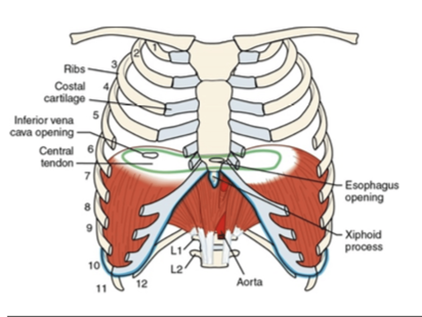 <p>What muscle is this?</p>