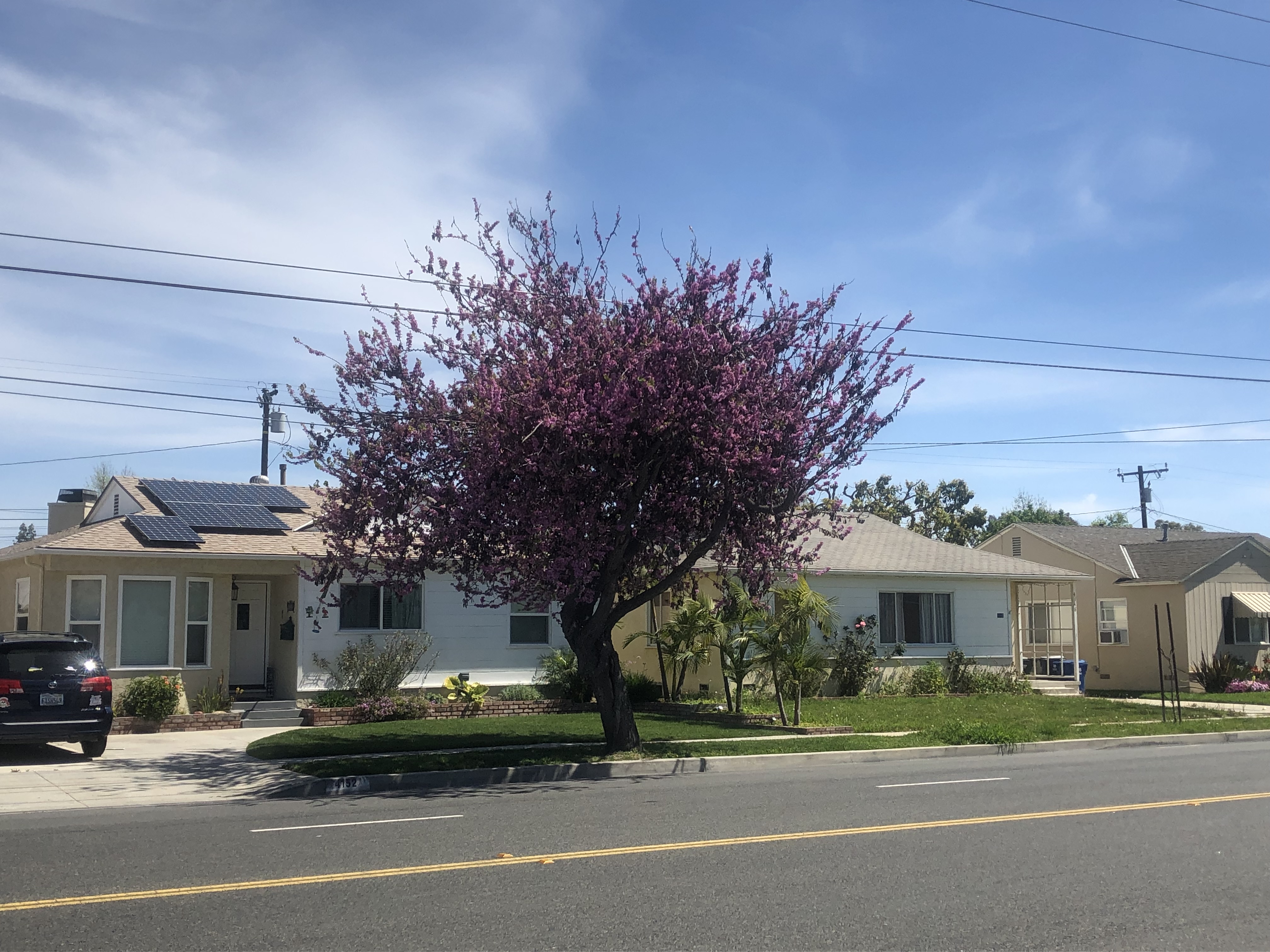 <p>Cercis canadensis - Eastern Redbud</p>