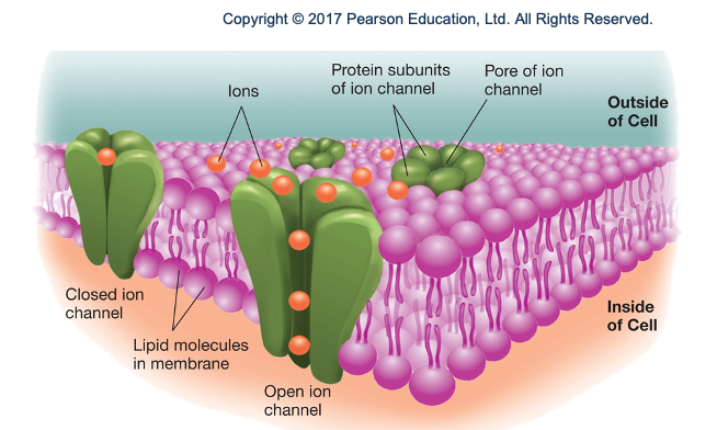 <ul><li><p>head of molecule is phosphate (hydrophilic, - attracted to each other and water, point outwards), tail is fatty acid (hydrophobic - points inwards and toward each other)</p></li></ul><ul><li><p>ion channels (green) let in ions from outside of cell vice versa </p></li></ul><p></p>