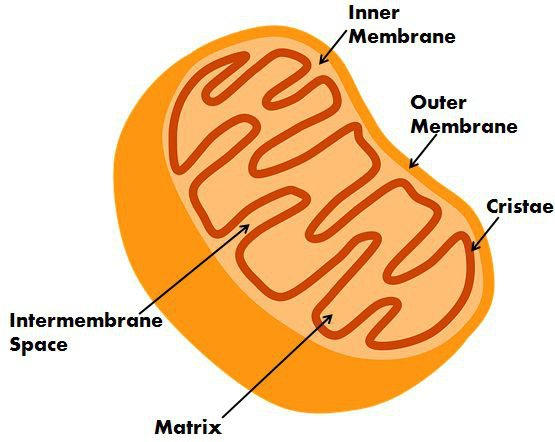 <ul><li><p>Folds on the inner mitochondria membrane</p></li></ul>