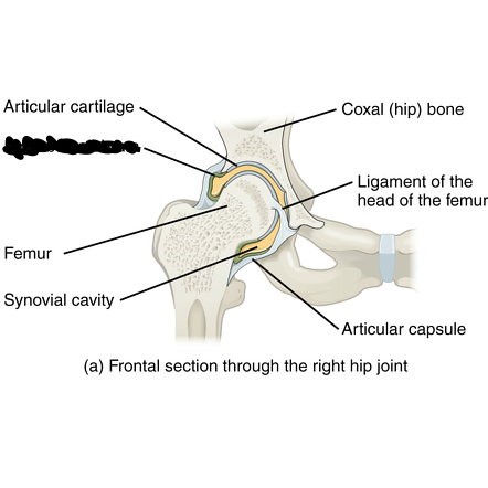 <p>what is the tissue crossed out?</p>