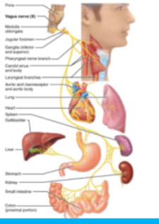 <p>—Parasympathetic motor nerve fibers of peristalsis, blood pressure, heart rate&nbsp; &nbsp; &nbsp; &nbsp; &nbsp; &nbsp; &nbsp; &nbsp; &nbsp; &nbsp; &nbsp; &nbsp; &nbsp; &nbsp; &nbsp; &nbsp; &nbsp; &nbsp; —Sensory nerve of taste</p>
