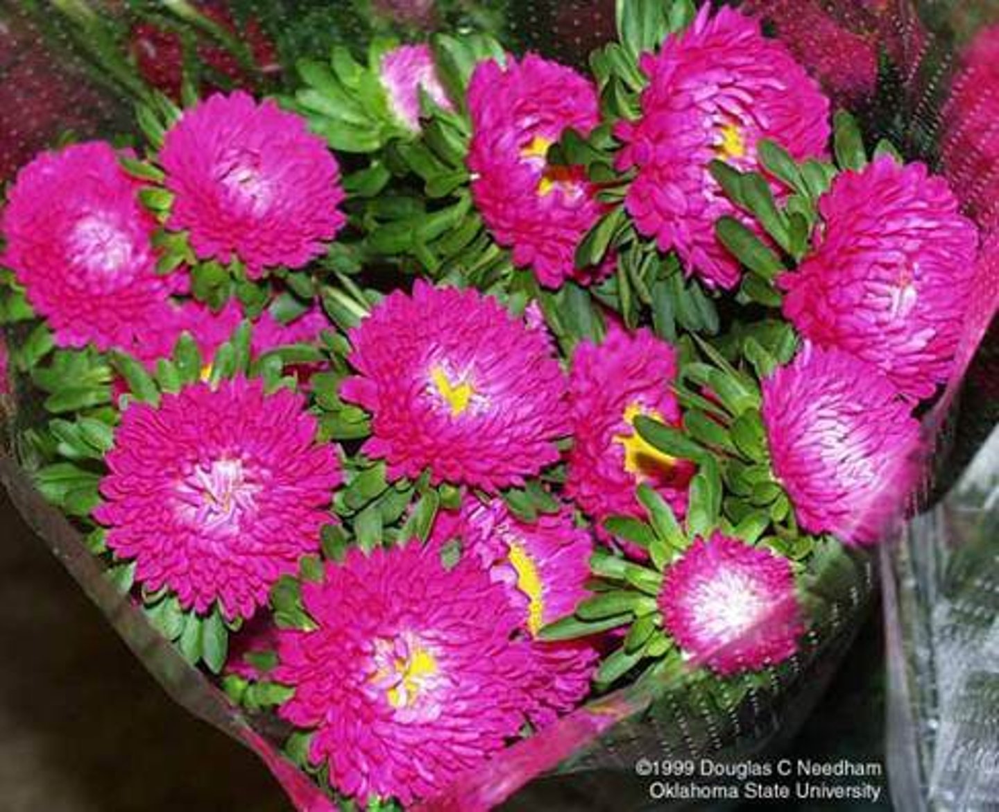 <p>Ovate, toothed, medium green leaves.</p><p>Cultivar height ranges from 8-inch dwarfs to 36-inch tall plants</p><p>Flower varies by cultivar from single daisy-like heads with yellow centers to fully double flower heads with shaggy to pompom form</p><p>Colors include shades of white to pink, red, blue, violet, purple and yellow.</p>
