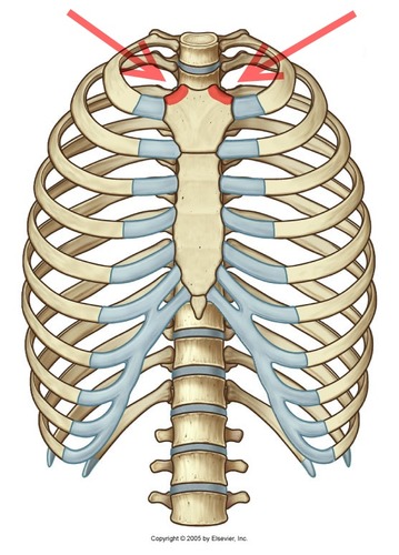 Site where manubrium articulates with the clavicles