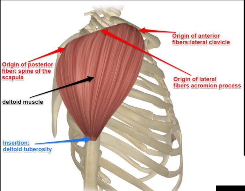 <ul><li><p>Clavicular (anterior): Lateral one-third of the clavicle</p></li><li><p>Acromial (middle): Acromion</p></li><li><p>Spinal (posterior): Spine of the scapula</p></li></ul><p></p>