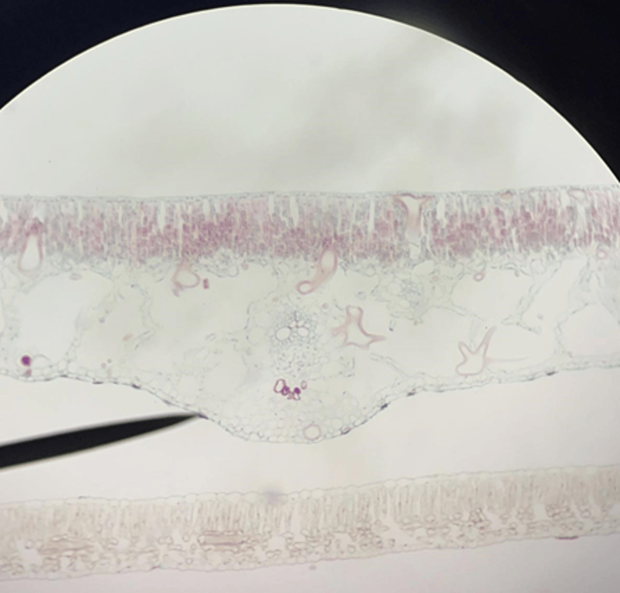 <p>All of the following are characteristics of what kind of habitat?</p><p>- no cuticle</p><p>- single layer epidermis</p><p>- very wet environments</p><p>- needs lots of water</p>