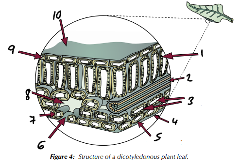 <p>Label the structures present in a dicotyledenous plant leaf (1→10).</p>