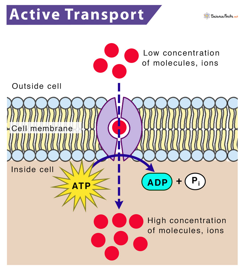 <p>the transport of a solute across a membrane <mark data-color="green">against</mark> its concentration gradient</p><ul><li><p><mark data-color="green">needs atp</mark></p></li><li><p><mark data-color="green">low to high</mark></p></li></ul><p>example : living yeast was able to actively transport dye out of cell</p>