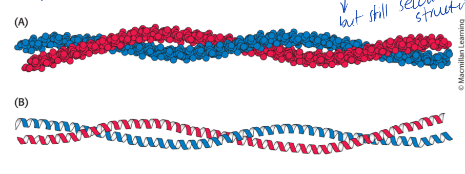 <ul><li><p>vaires </p></li><li><p>some have no alpha helixes and other proteins are all alpha helics </p></li><li><p>2 alpha-helices can interwine into coiled colds </p></li><li><p>usually alpha-helics are less than 45 A </p></li></ul><p></p>