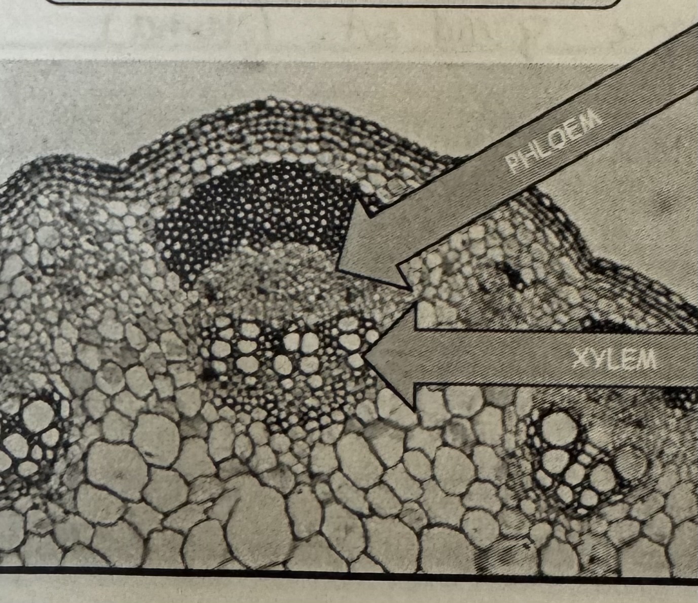 <p>Vascular bundle </p>
