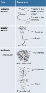 <p><span>Unipolar: one process that splits (often sensory)</span></p><p><span>Bipolar: one axon and one dendrite (e.g., retina)</span></p><p><span>Multipolar: one axon and multiple dendrites</span></p>
