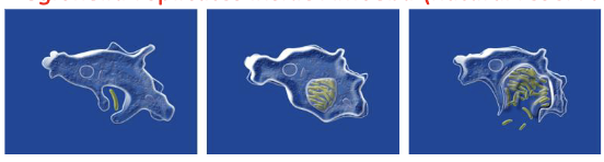 <p>amoebas (natural reservoir)</p>
