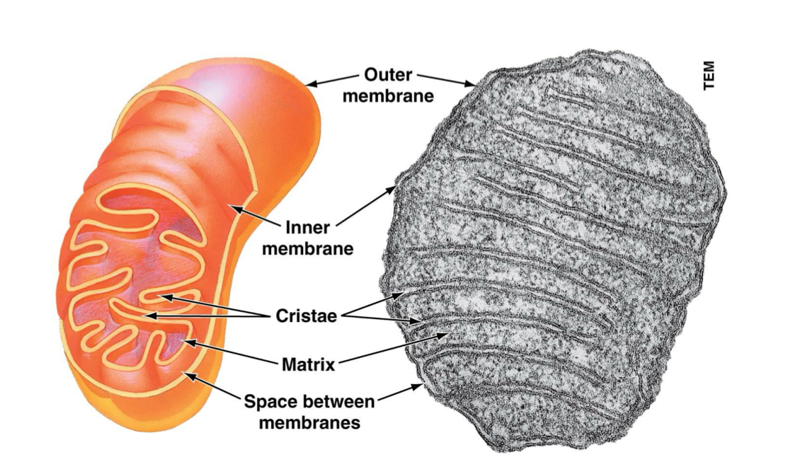 <p>Organelle that performs cellular respiration, breaking down sugars to make ATP (energy for the cell).</p>