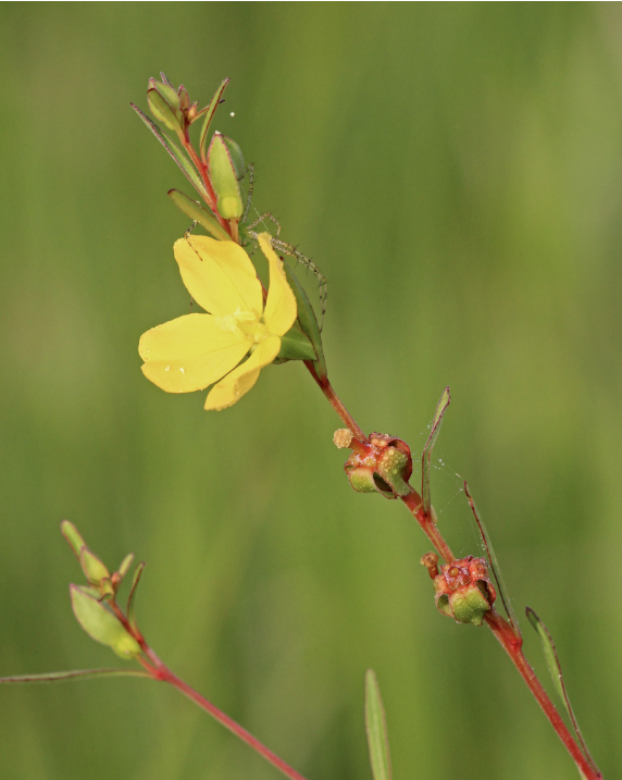 <p>Very boxy seed</p>