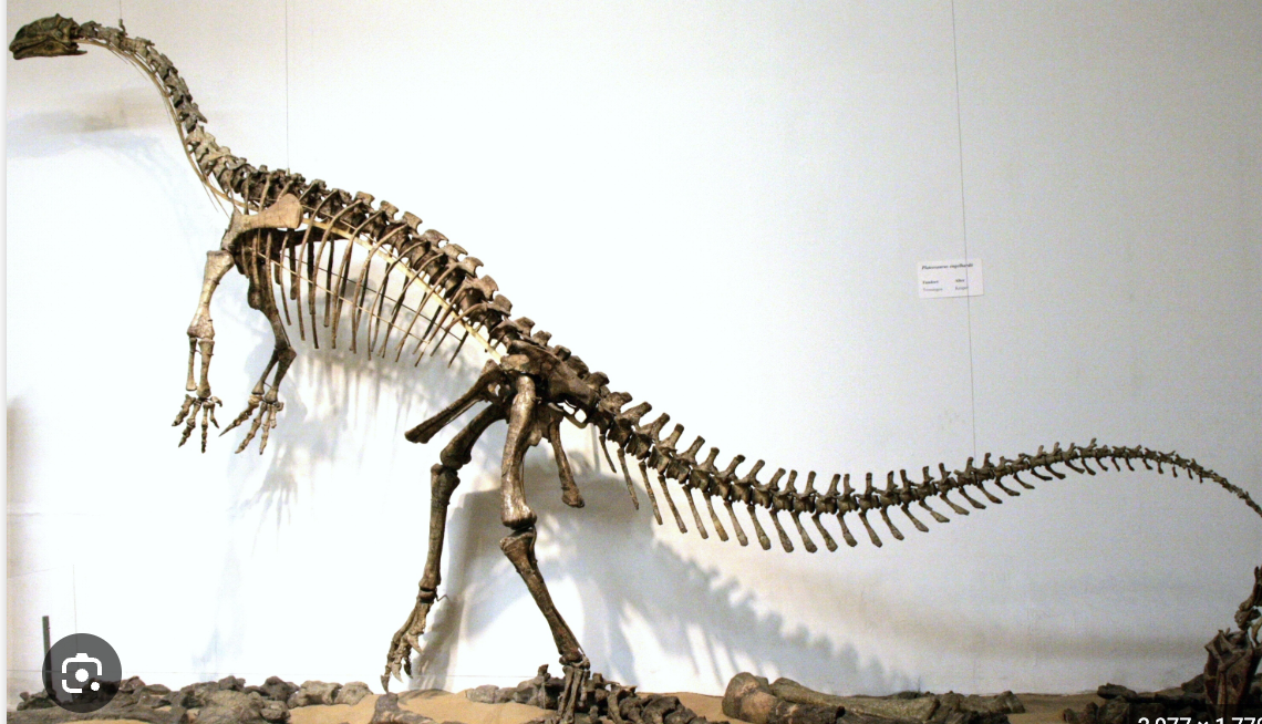 <p>Genus</p>