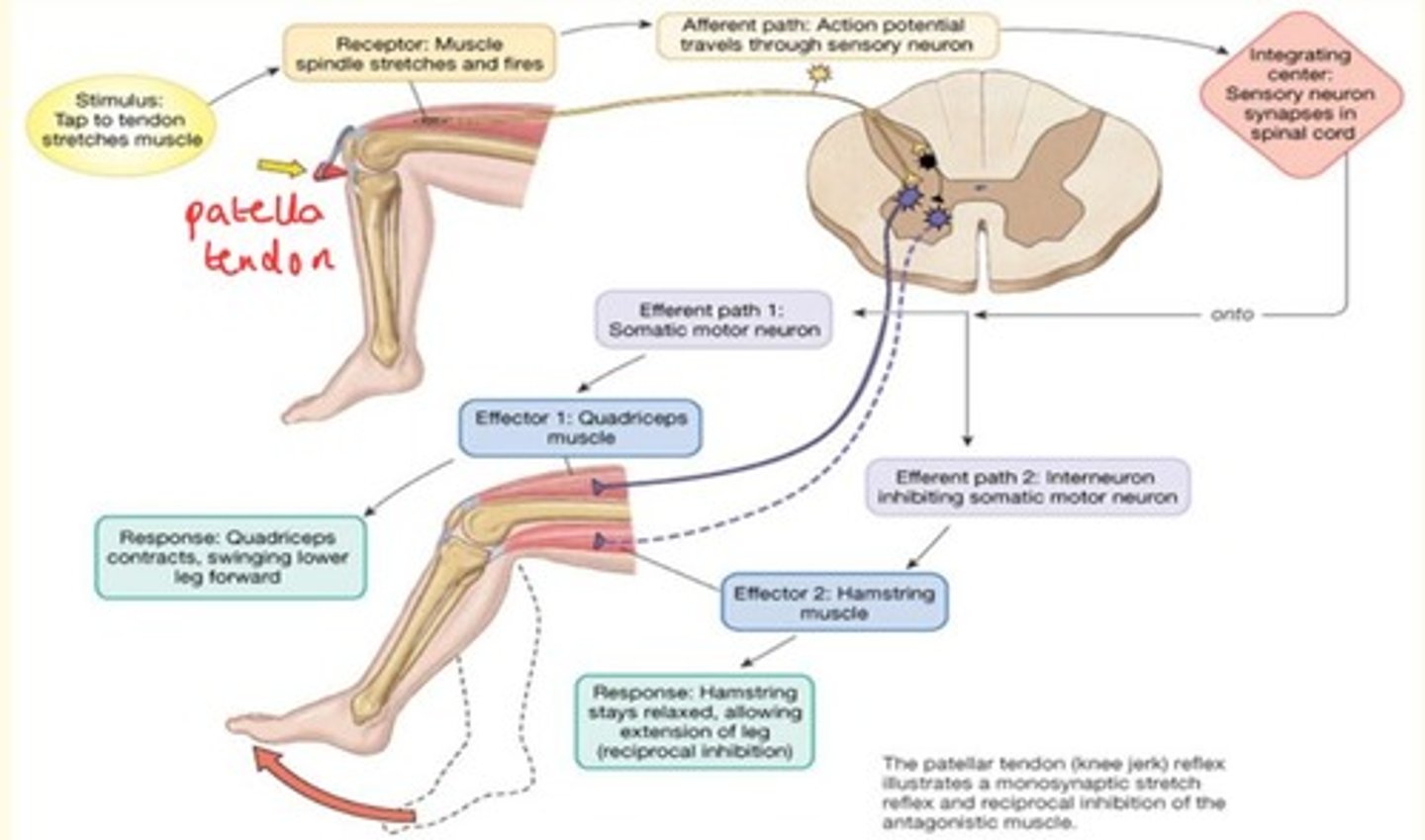 <p>Sends afferent signal to spinal cord, bypasses the brain.</p><p>Effector 1 = Quadriceps muscle which contracts (extension)</p><p>Effector 2 = Hamstring muscle stays relaxed, allowing for extension of leg </p>