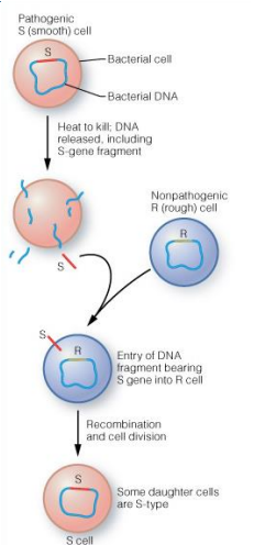 <ul><li><p><span style="font-family: Calibri">One of the most important discoveries in biology</span></p></li><li><p><span style="font-family: Calibri">DNA extracted from a virulent bacterium was injected into a nonvirulent strain of the same bacterium</span></p><ul><li><p><span style="font-family: Calibri">The nonvirulent strain became virulent (1940s)</span></p></li></ul></li><li><p><span style="font-family: Calibri">Chargaff found that the 4 nucleotide bases of DNA occur in different ratios in the DNAs of different organisms and that the amounts of certain bases are closely related (late 1940s)</span></p><ul><li><p> Clue to how genetic information is based down</p></li></ul></li><li><p><span style="font-family: Calibri"><strong>Franklin and Wilkins</strong> used X-ray diffraction to analyze DNA (early 1950s)</span></p></li></ul><p></p>