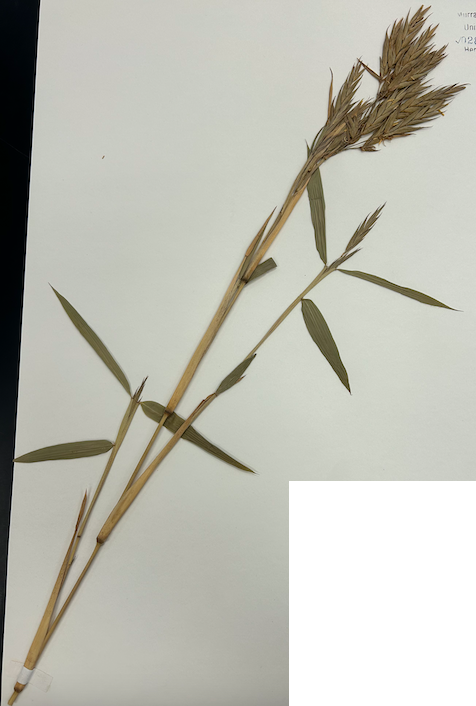 <p><span style="background-color: transparent;"><span>Order? Family?</span></span></p>