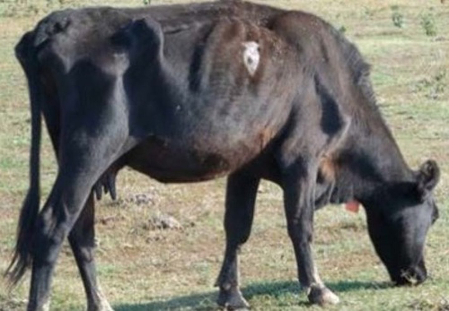 <p>Severely emaciated and physically weak with all ribs and bone structure easily visible.</p>