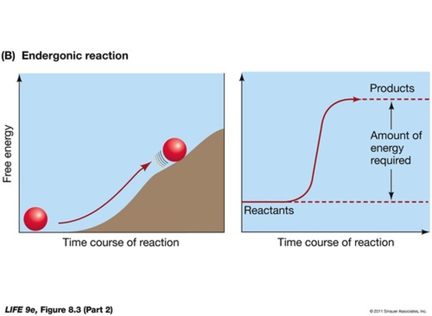<p>A reaction that consumes free energy (+ΔG) and increases complexity.</p>