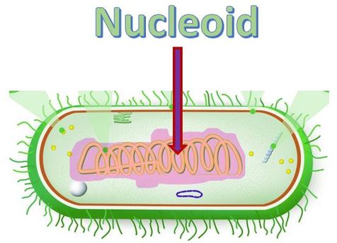 <p>DNA region in Prokaryotes</p>