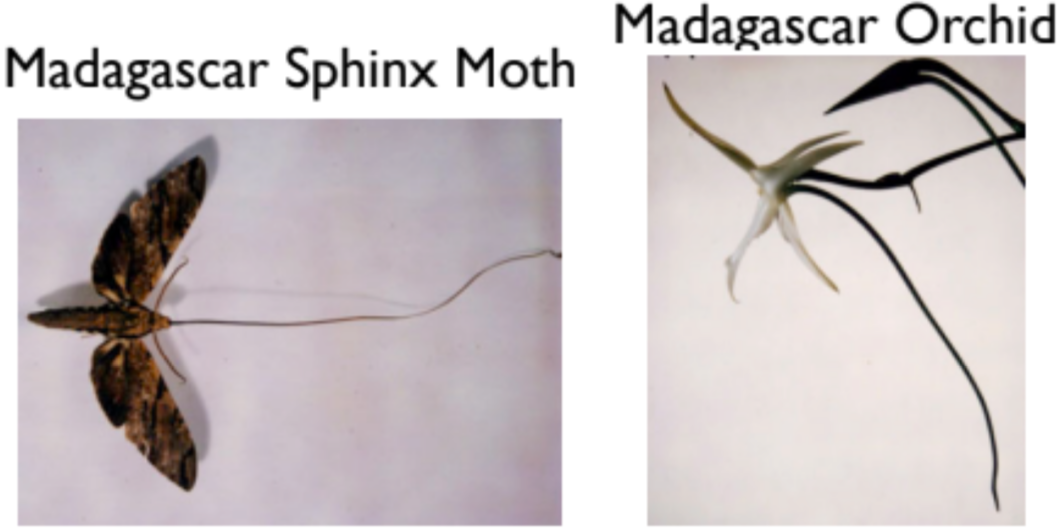 <ul><li><p>one species evolves in response to evolution of another species</p></li></ul>