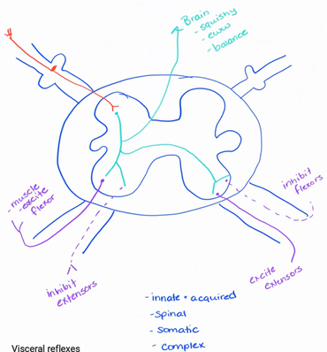 <p>Example: you’re walking in the middle of the night and your right foot steps on something cold, wet, and disgusting. Your first move is to lift up your right foot but at the same time your left foot registers that it’s now standing on it’s own and has to balance the body. This happens at the same time.</p><p class="MsoListParagraphCxSpFirst"><span>-</span><span style="font-size: 7pt; font-family: &quot;Times New Roman&quot;">&nbsp;&nbsp;&nbsp;&nbsp;&nbsp;&nbsp;&nbsp; </span>Signals are sent to one side of the body to do one task and at the same time signals get sent to the other side of the body to perform another task</p><p class="MsoListParagraphCxSpMiddle"><span>-</span><span style="font-size: 7pt; font-family: &quot;Times New Roman&quot;">&nbsp;&nbsp;&nbsp;&nbsp;&nbsp;&nbsp;&nbsp; </span>Right side = lifting your right foot</p><p class="MsoListParagraphCxSpLast"><span>-</span><span style="font-size: 7pt; font-family: &quot;Times New Roman&quot;">&nbsp;&nbsp;&nbsp;&nbsp;&nbsp;&nbsp;&nbsp; </span>Left side = balancing your body with your left leg</p>