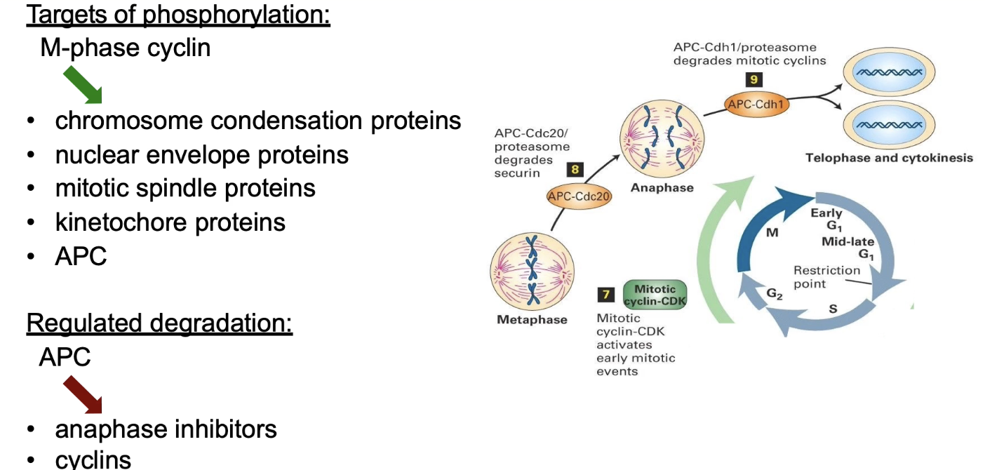 <ul><li><p>Chromosomal proteins → condensation</p></li><li><p>Nuclear lamins → envelope breakdown</p></li><li><p>MAPs → spindle assembly</p></li><li><p>Kinetochore proteins → chromosome-spindle binding</p></li><li><p>APC complex → mitotic progression</p></li></ul><p></p>