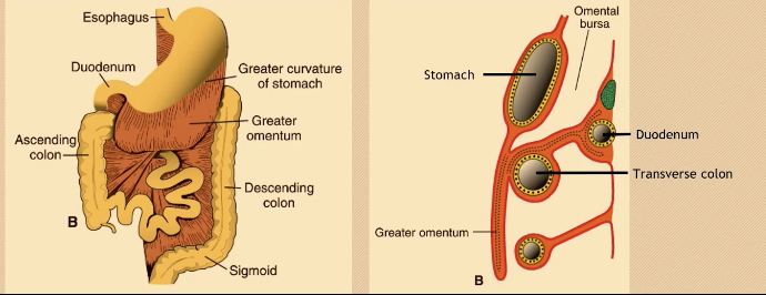 <p><span>Large apron-like peritoneal fold from greater curvature of stomach draping over intestin</span>es (Over the transverse colon and loops of jejunum and ileum</p><p></p><p>HY: <span> But look at the diagram. It is now attached not to the posterior abdominal wall, it is attached to the duodenum, which had been earlier pushed into the posterior abdominal wall. So the duodenum is reduced from having a mesentery, becomes retroperitoneal, and on top of that, the transverse mesogon, and with combined greater omentum, is now attached untapped.</span></p>