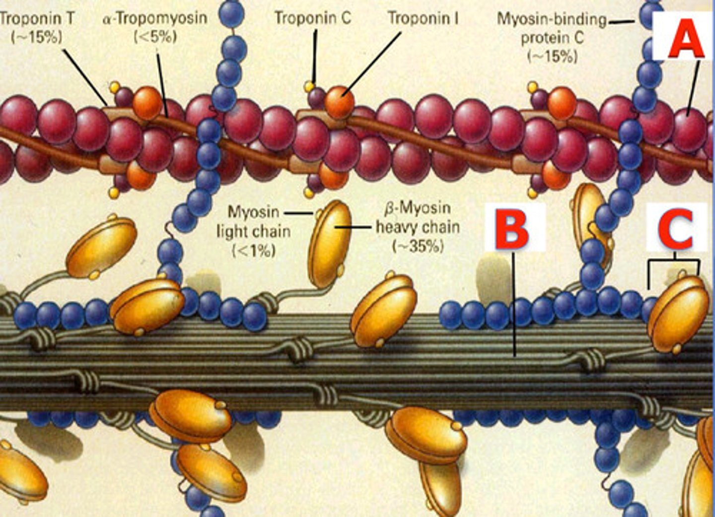 <p>Protein that <strong>polymerizes to form microfilaments</strong></p><p>Use ATP to generate a force for movement by interacting with Myosin - example for muscle contraction</p>