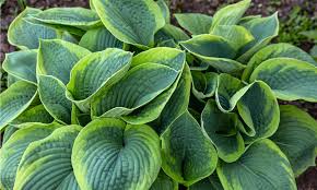 <p>Hostas(non-native)</p>