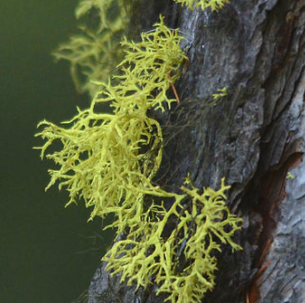 <p>What type of lichen is this?</p>