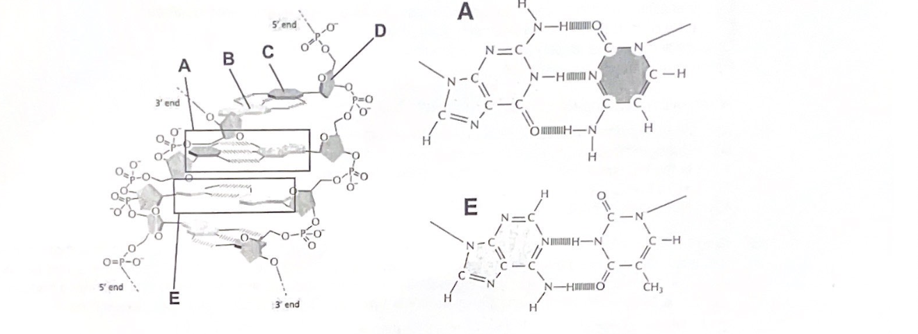 <p>the letters <strong>B </strong>and <strong>C</strong> point to a ____ base pair forming ___ hydrogen bonds </p>