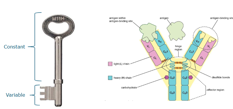 <p>key and lock model</p>