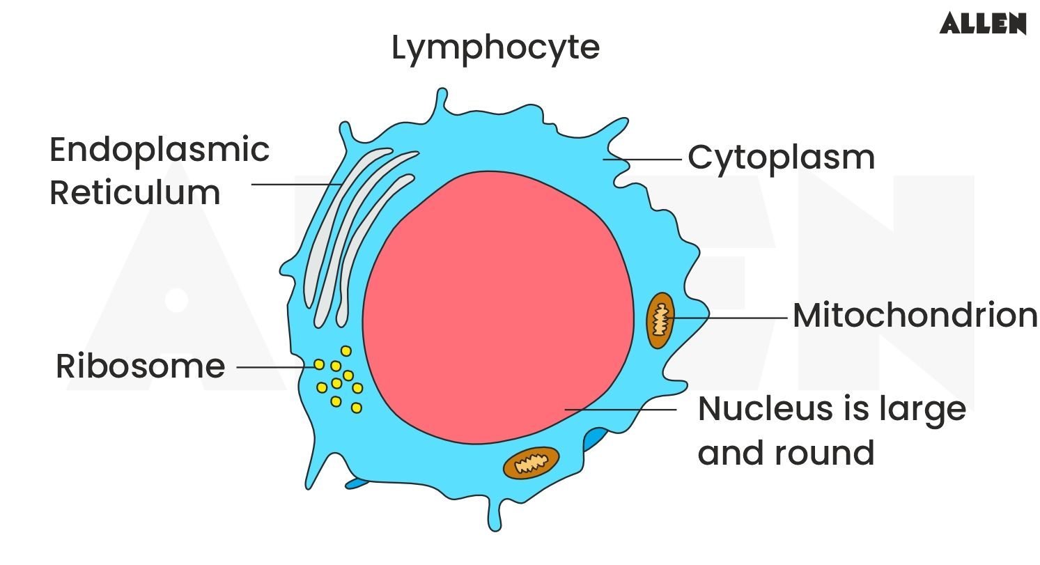 <p>Lymphocytes are a type of leukocyte that are part of the lymphatic system. They produce antibodies to fight pathogens. </p>