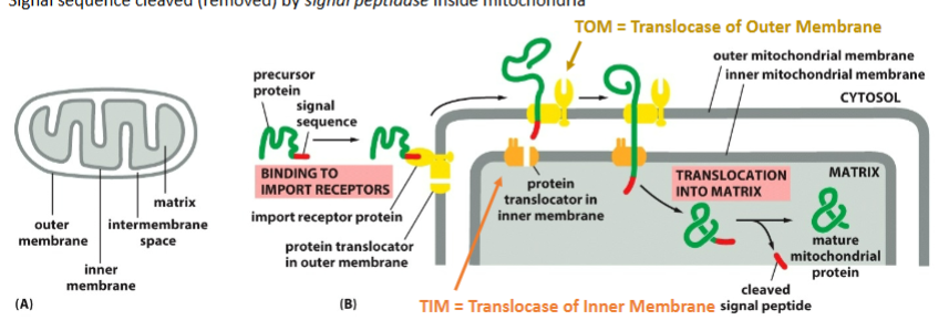 <ul><li><p>signal recognized by the repressor on the  outer membrane</p></li><li><p>Translocases of the outer membrane (TOM) get protein out of the outer membrane</p></li><li><p>TIM (translocase of the inner membrane) gets protein out of the inner membrane to the matrix, which needs ATP</p></li><li><p>When Tom finds Tim, the protein goes through the channel</p></li><li><p>Once the matrix protein is folded and the signal sequence is cleaved </p></li></ul><p></p>