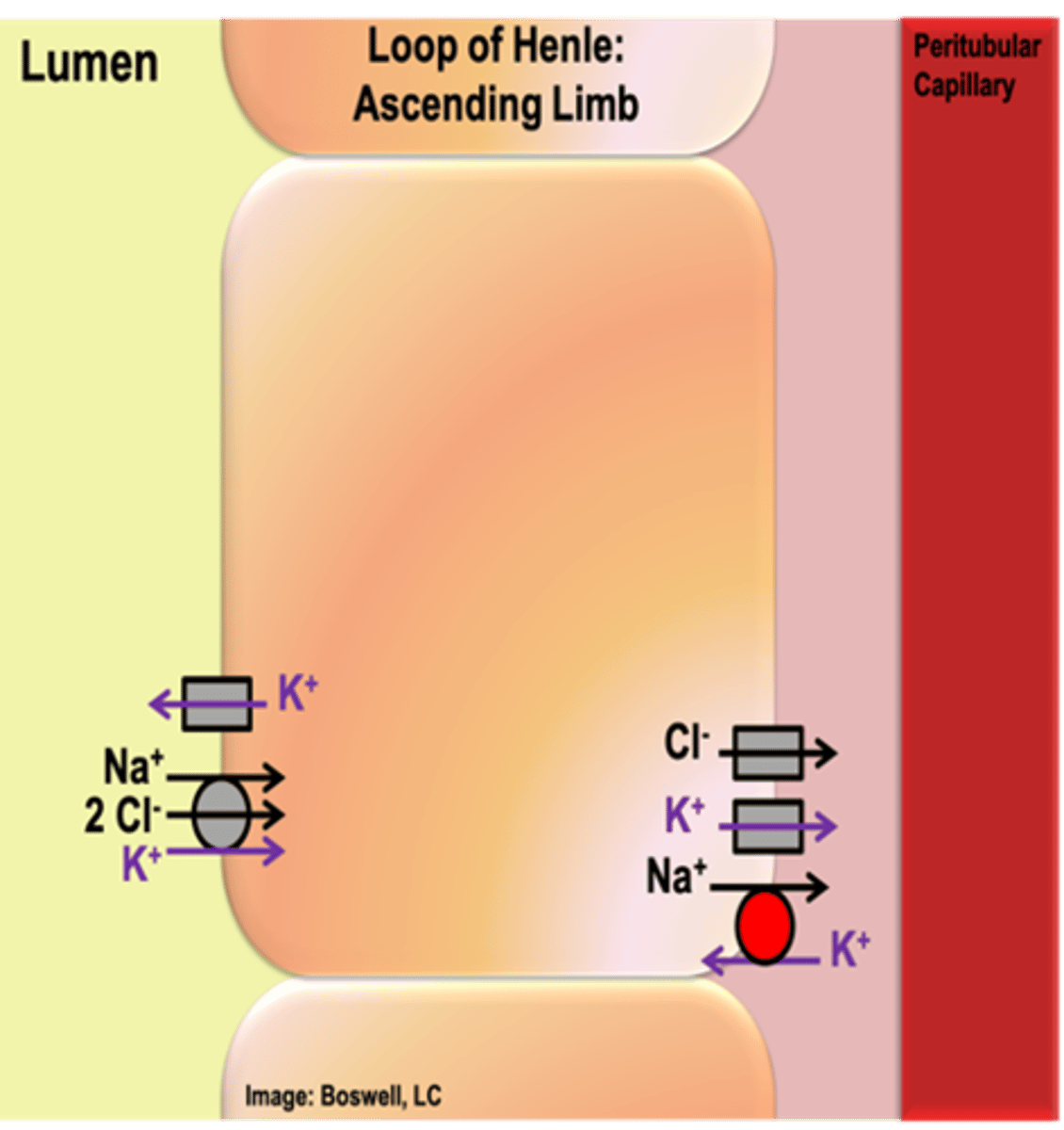 <p>- The cells of the ascending limb do not have aquaporins (water does not diffuse in or out of these cells at a physiologically relevant rate)</p><p>- actively reabsorbs sodium and chloride (most abundant, bulk of the salt that is reabsorbed); some potassium is reabsorbed</p><p>- Similar carriers to proximal tubule: NKCC transporter – secondary active transporter utilizes Na+ (moving down its gradient from the lumen into the cell), Na+/K+ ATPase establishes low Na+ in cell on basolateral (and moves Na+ rest of way), channel for Cl- (follow Na+) and K+ leak channel on basolateral (move down concentration gradient)</p><p>- K+ leak channel on apical membrane (allow K+ to exit into lumen for NKCC transporter use)</p>