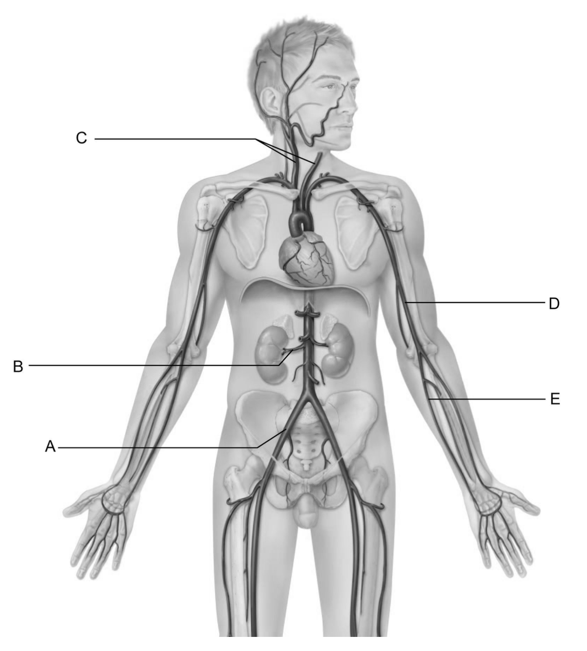 <p>This vessel is the common iliac artery.</p>