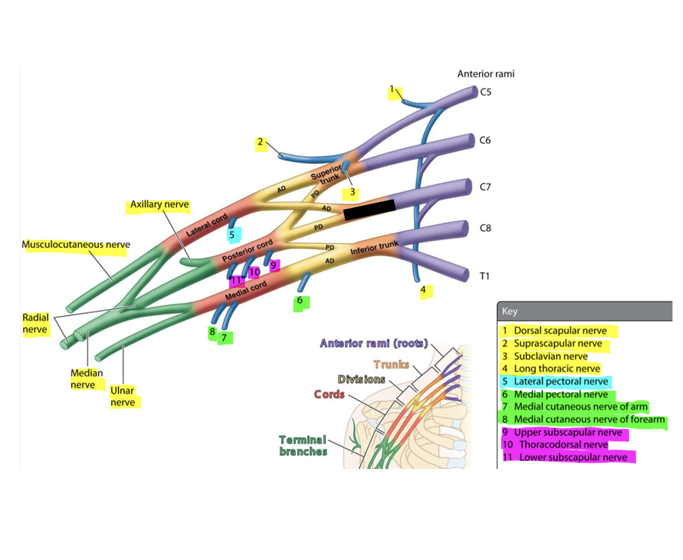 knowt flashcard image