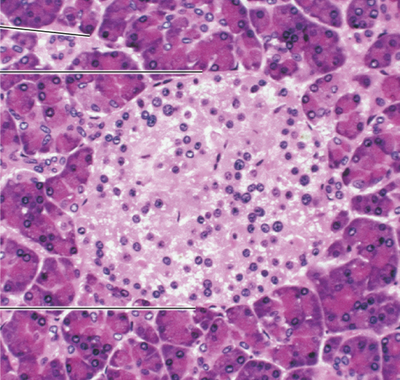 <p><span>Identify the following histology:</span></p>