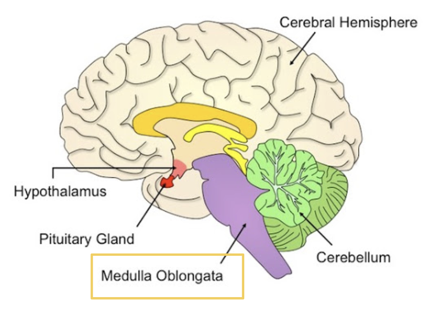 <p><span style="background-color: transparent;"><span>Responsible for autonomic functions and regulates all vital organs</span></span></p>