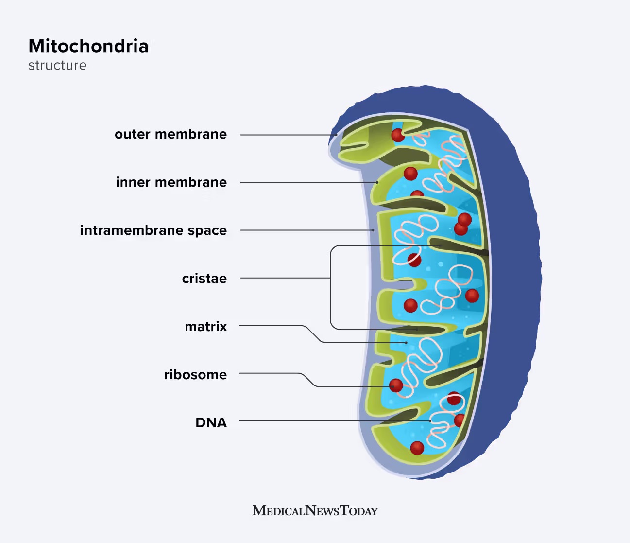<p></p><p></p><ul><li><p>Site of cellular respiration and ATP production.</p></li></ul><ul><li><p>Double membrane:<br></p><ul><li><p>Inner membrane folds → cristae (increase surface area).</p></li></ul></li></ul><p></p><ul><li><p>Contains its own DNA and ribosomes (supports endosymbiotic theory).</p></li></ul><p></p><p></p>