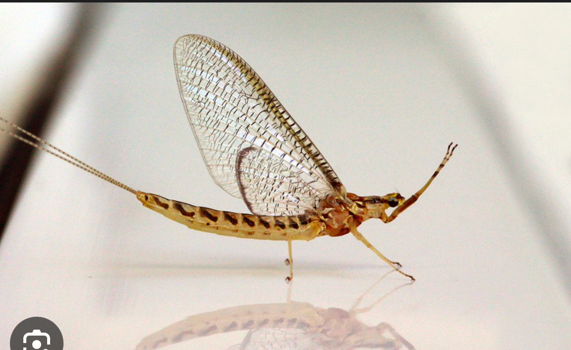 <p>4 ailes entièrement membraneuses et transparentes</p><p>Ailes peu nervurées</p><p>Réseau de nervures très dense sur les ailes</p><p>Ailes postérieures beaucoup plus petites que les ailes antérieures abdomen terminé par 2 ou 3 longs filaments (cerques)</p>