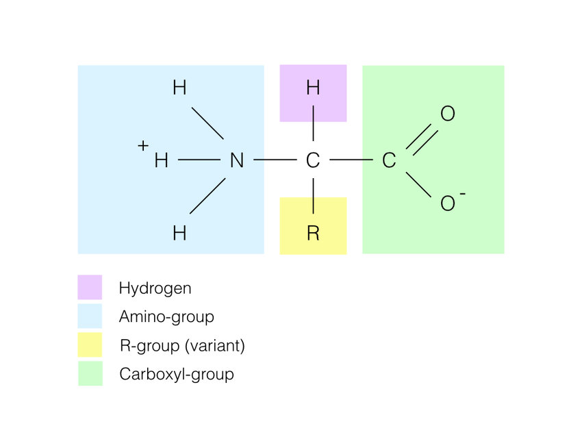 <ol><li><p>Carboxyl Group (COOH)</p></li><li><p>Amino Group (NH3)</p></li></ol><ol start="2"><li><p>Hydrogen (H)</p></li></ol><ol start="2"><li><p>R Group (Varies)</p></li></ol><p></p>