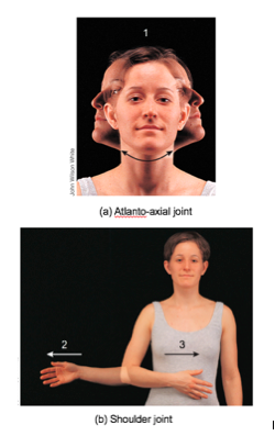 Medial Rotation