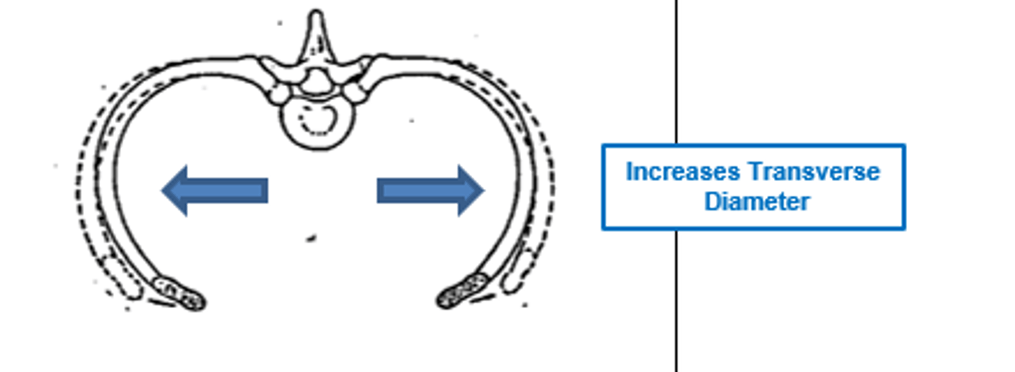<p>caliper - transverse plane motion</p>
