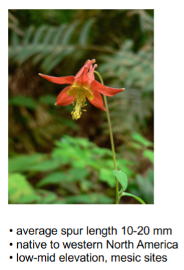 <p>Pollinator: Hummingbird </p>